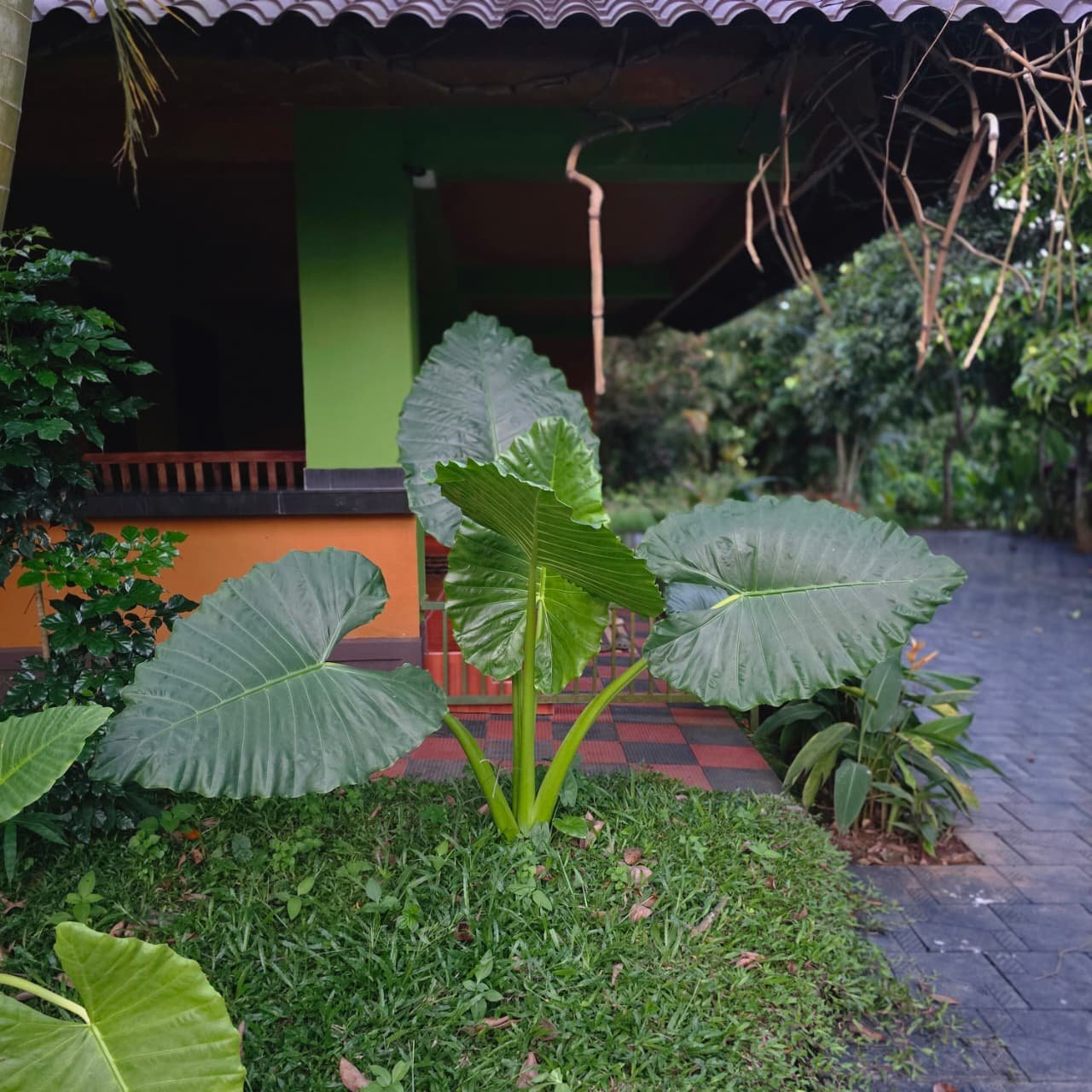 Lush elephant-ear plants in front of the cottage
