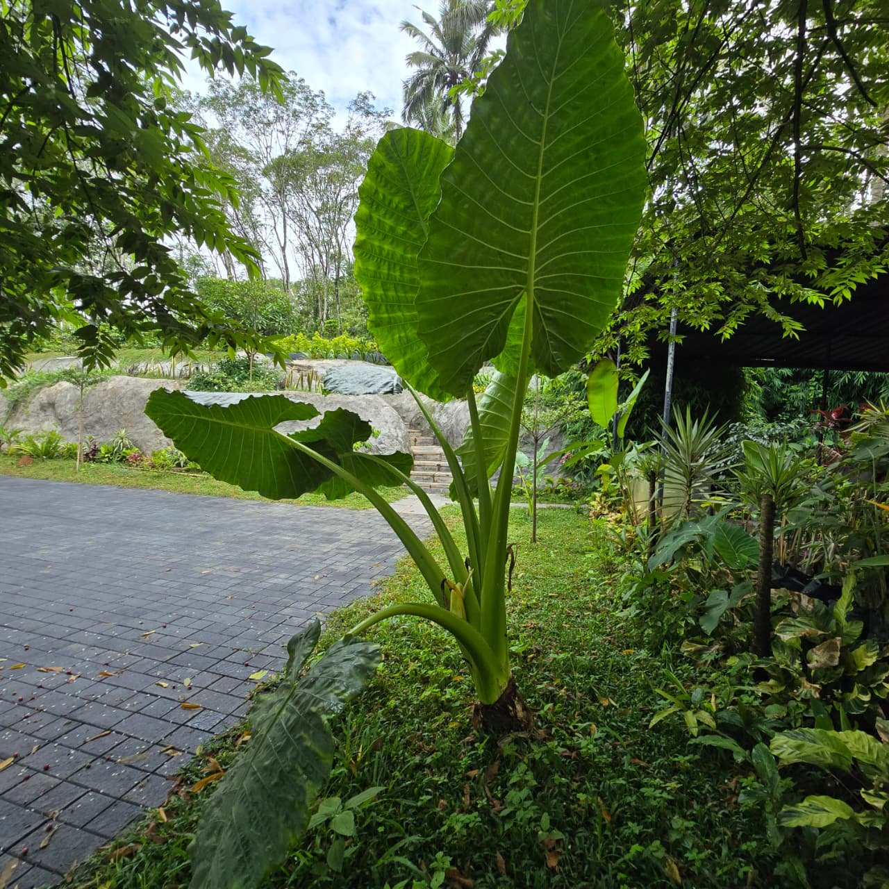 Garden path with large leafy plants