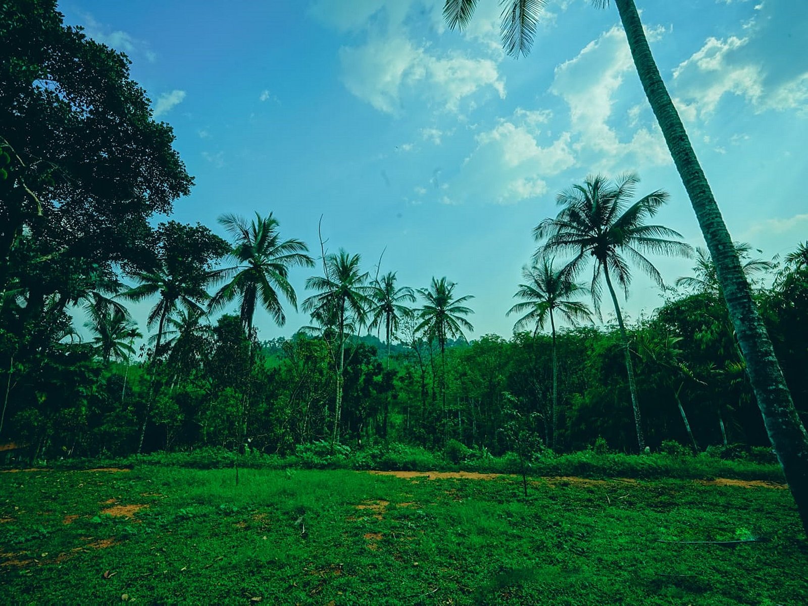 Coconut palms and lush green lawn at Greenishfence, Wayanad